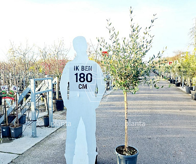 halfstamboom, stamomtrek 6-8 cm, in pot