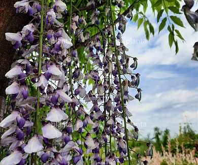 halfstamboom, stamomtrek 12-14 cm, in pot
