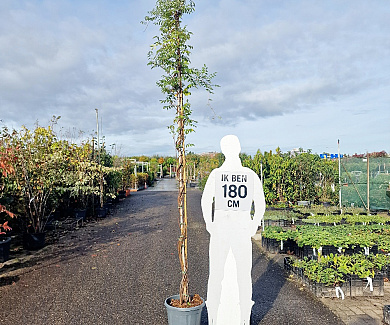 300 tot 350 cm hoog, in pot