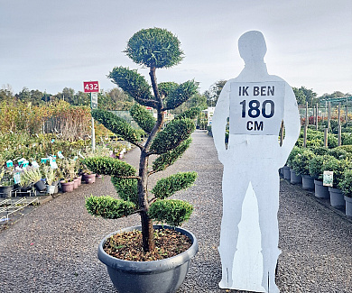 bonsaivorm, 140 tot 160 cm hoog, in pot