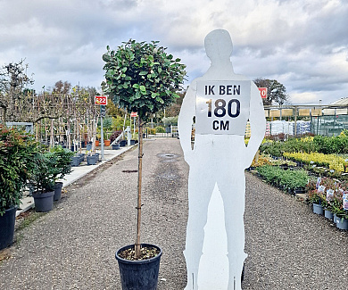 halfstamboom, pot 18 liter