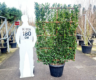 laagstam leiboom, rek (BxH) 110 x 160 cm