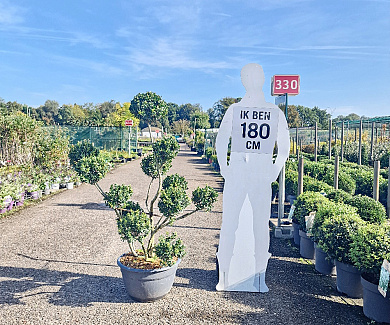 pomponvorm, 100 tot 125 cm hoog, in pot