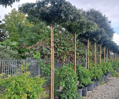 275ST, 25-30, CONT, DAK 170