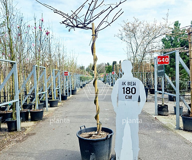 dakboom, 170 stam in pot