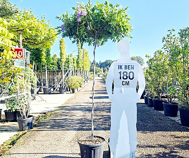 dakboom, 170 stam in pot
