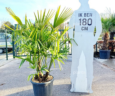 80 tot 100 cm hoog, meerstammig, in pot