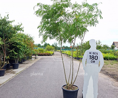 250 tot 300 cm hoog, meerstammig, in pot