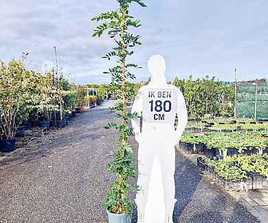 200 tot 250 cm hoog, pot 10 liter