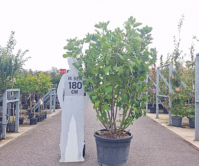 175 tot 200 cm hoog, meerstammig, in pot