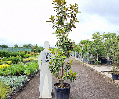 250 tot 300 cm hoog, in pot