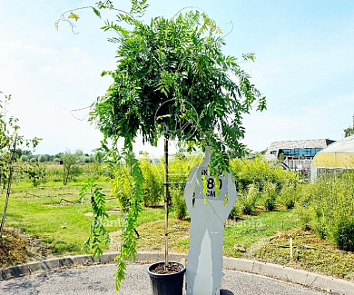 hoogstamboom, stamomtrek 8-10 cm, pot 35 liter