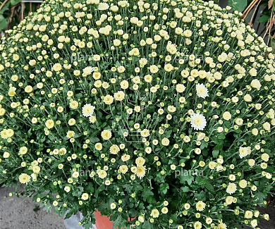 Chrysanthemum Indicum
