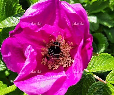  40- 60, W, 1+1, 3T (PER 10, PRIJS/STUK)