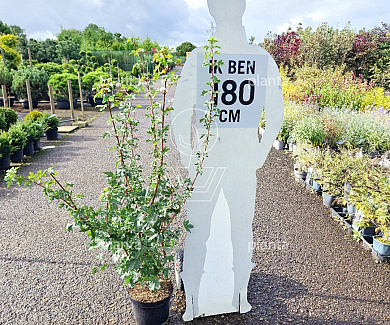 100 tot 125 cm hoog, pot 7.5 liter