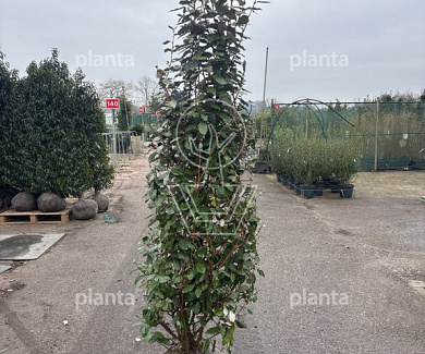 175 tot 200 cm hoog, met kluit, extra zwaar vertakt