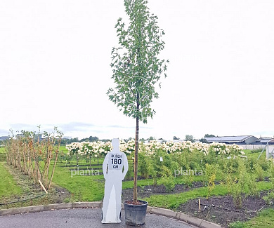 hoogstamboom, stamomtrek 18-20 cm, in pot