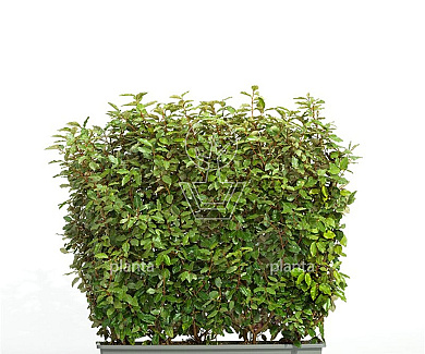 Meeneemhaag 100cm lang x 100 tot 125cm hoog