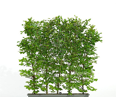 Meeneemhaag 100cm lang x 100 tot 125cm hoog