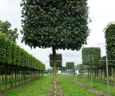 220ST, 20-25, DR, KUB 110, MJR