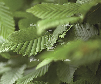 BLOKZUIL (DR), (L)60x(B)60x(H)275