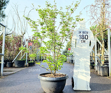 175-200, CONT, MRSTAM