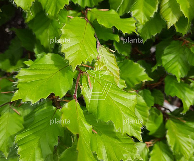 BLOKZUIL (DR), (L)60x(B)60x(H)275