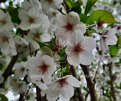 210ST, 25-30, DR, LEI 160X160, MJR