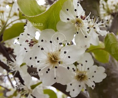 225ST, 25-30, DR, LEI 220X200, 6 ETA, MJR