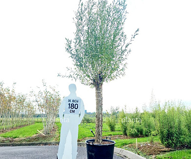 oude knotvorm, stamomtrek 30-40 cm, in pot