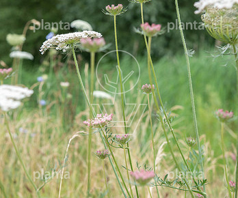 Daucus carota