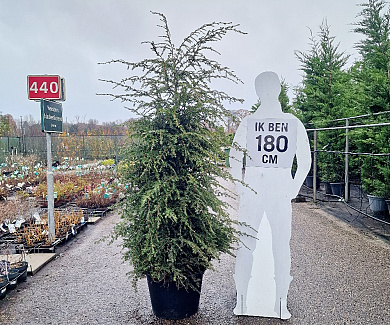 175-200, C50        