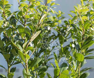 bol, diameter minimaal 60 cm, pot 30 liter