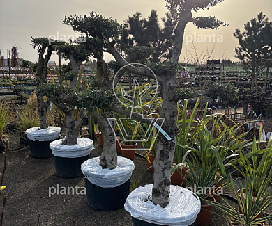 bonsaivorm, 150 tot 175 cm hoog, in pot