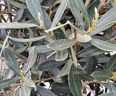 bonsaivorm, 150 tot 175 cm hoog, in pot