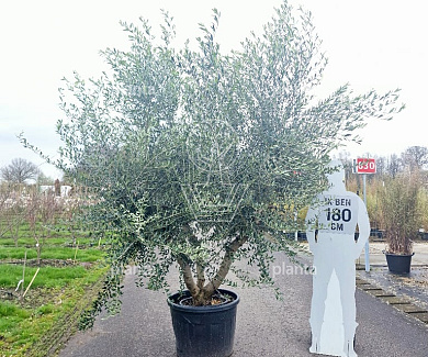 200 tot 250 cm hoog, meerstammig, in pot