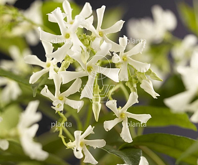 150 tot 175 cm hoog, gestokt, pot 4 liter