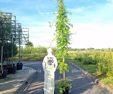 400 tot 450 cm hoog, in pot