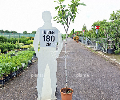 stam 150 cm hoog, pot 10 liter