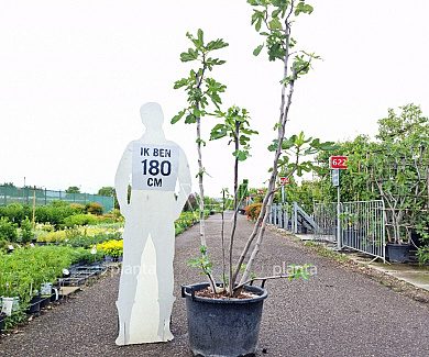 175 tot 200 cm hoog, pot 65 liter