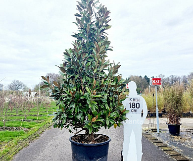 solitaire plant, 300 tot 350 cm hoog, in pot