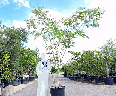 300-350, CONT, MRSTAM