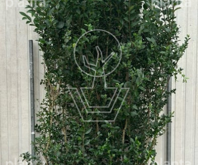 Meeneemhaag 100cm lang x175 tot 200cm hoog