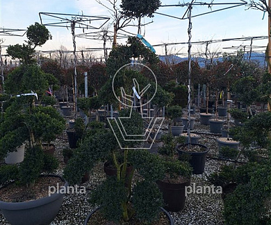 160-180, CONT, BONSAI