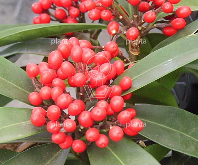 Skimmia reevesiana