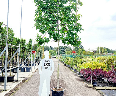 leiboom stam 180 cm hoog en omtrek 14-16cm, rek 150x180cm, in pot