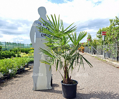 80 tot 100 cm hoog, pot 15 liter