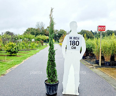 175 tot 200 cm hoog, pot 25 liter