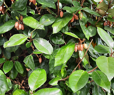 stam 150 cm hoog, stamomtrek 10-12 cm, in pot