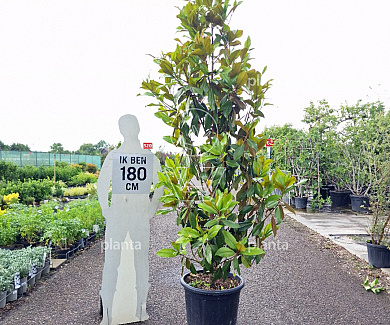 175 tot 200 cm hoog, pot 50 liter